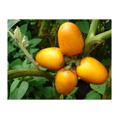 SOLANUM sessiliflorum 15 semen