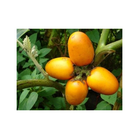 SOLANUM sessiliflorum 15 semen