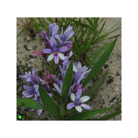 BABIANA fragrans 5 semen 