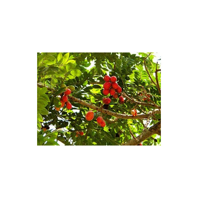 SPONDIAS purpurea "Red Mombin" 5 semen