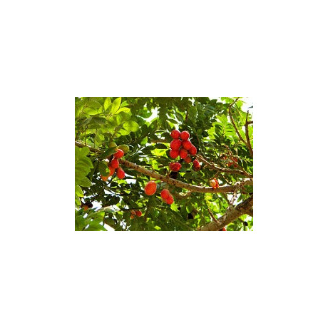 SPONDIAS purpurea "Red Mombin" 5 semen