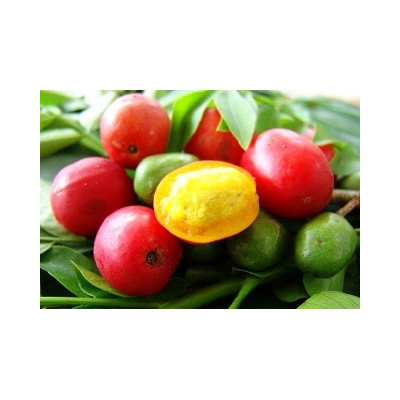 SPONDIAS purpurea "Red Mombin" 5 semen