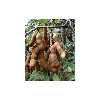 TAMARINDUS indica "Tamarind" 4 semena