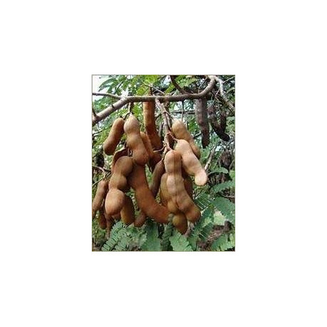 TAMARINDUS indica "Tamarind" 4 semena