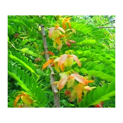 TAMARINDUS indica "Tamarind" 4 semena