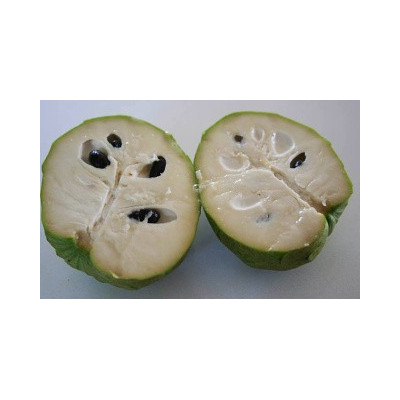 ANNONA cherimola "Čerimoja" 5 semen