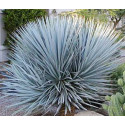 YUCCA rigida 10 semen