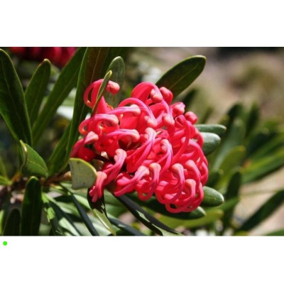 TELOPEA truncata "Tasmanian waratah" 5 semen