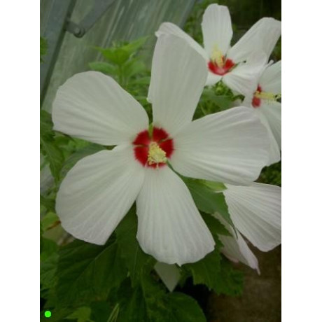 HIBISCUS Galaxy - bílý červený střed 5 semen