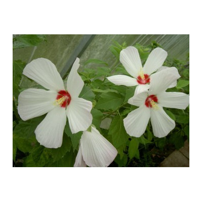 HIBISCUS Galaxy - bílý červený střed 5 semen