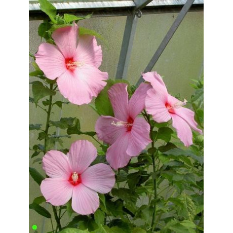 HIBISCUS Galaxy - růžový červený střed 5 semen