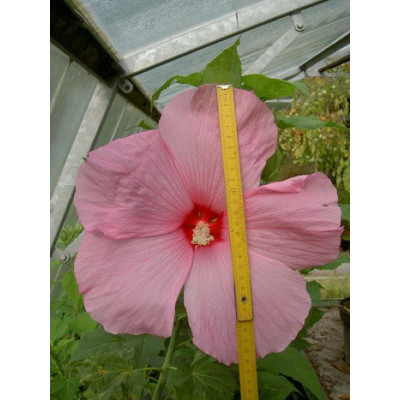 HIBISCUS Galaxy - růžový červený střed 5 semen