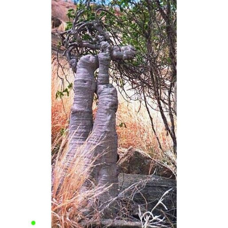 ADENIA cladosepala 2 semena