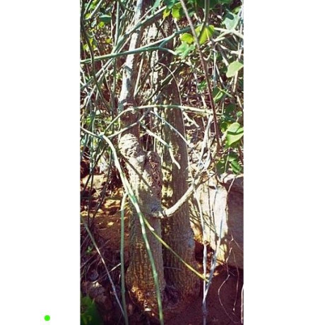 ADENIA isaloensis 2 semena