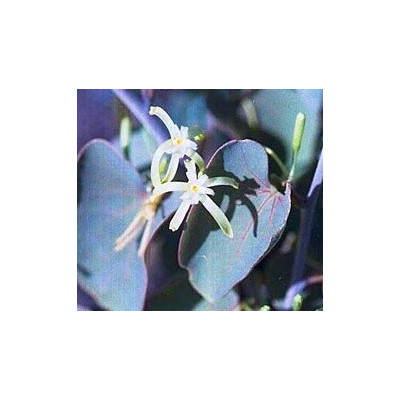 ADENIA isaloensis 2 semena