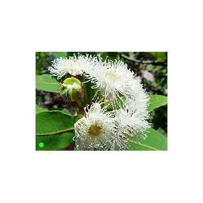 ANGOPHORA costata "Apple Gum" 10 semen