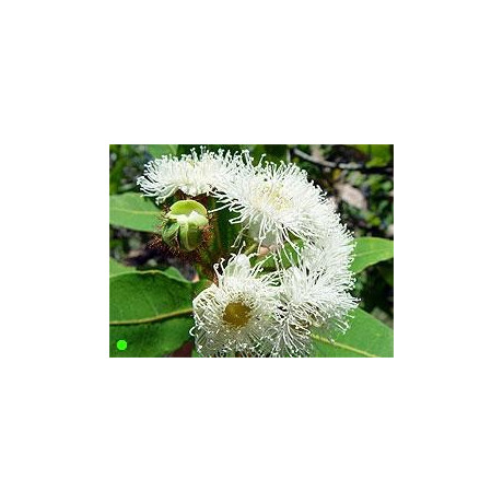 ANGOPHORA costata "Apple Gum" 10 semen