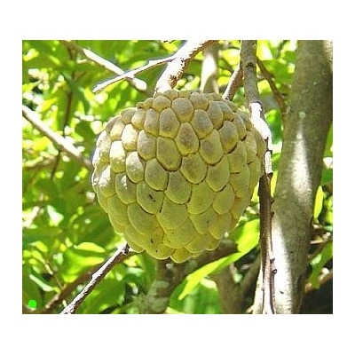 ANNONA squamosa "Sugar Apple" 5 semen
