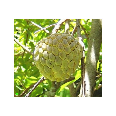 ANNONA squamosa "Sugar Apple" 5 semen
