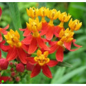 ASCLEPIAS curassavica 15 semen