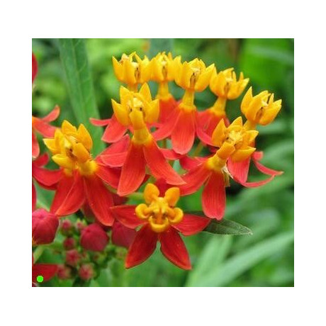 ASCLEPIAS curassavica 15 semen