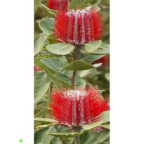 BANKSIA coccinea "Scarlet Banksia" 3 semena