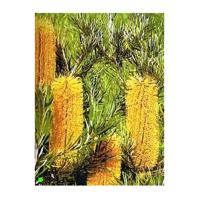 BANKSIA spinulosa v. collina 5 semen