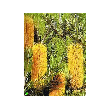 BANKSIA spinulosa v. collina 5 semen