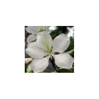 BAUHINIA alba "Orchidejový strom" 2 semena