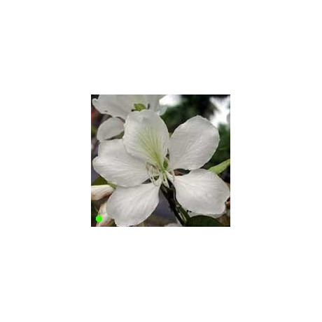 BAUHINIA alba "Orchidejový strom" 2 semena