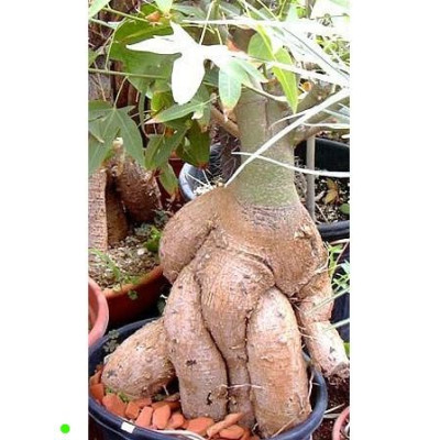 BRACHYCHITON bidwillii "Lahvový strom" 2 semena