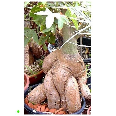 BRACHYCHITON bidwillii "Lahvový strom" 2 semena