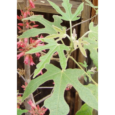 BRACHYCHITON bidwillii "Lahvový strom" 2 semena