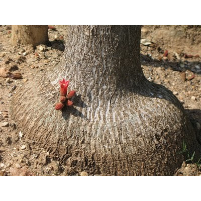 BRACHYCHITON bidwillii "Lahvový strom" 2 semena