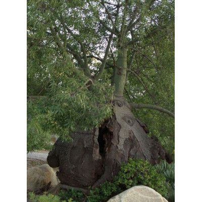 BRACHYCHITON rupestris "Lahvový strom" 5 semen