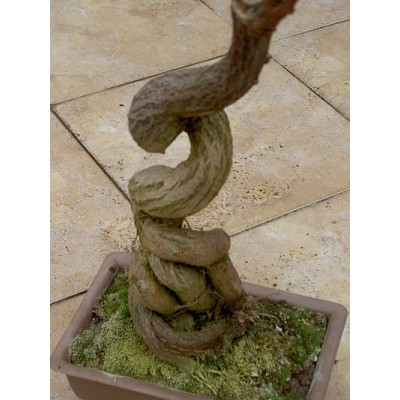 BRACHYCHITON rupestris "Lahvový strom" 5 semen