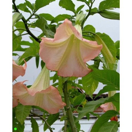 BRUGMANSIA suaveolens Pink " Andělská trumpeta" 5 semen