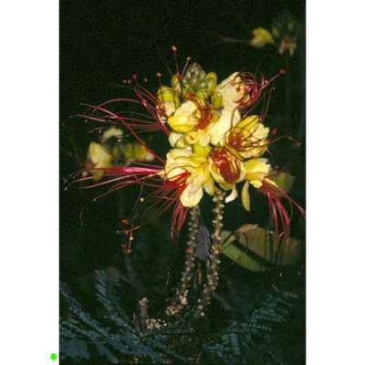 CAESALPINIA gillesii "Rajkový keř" 5 semen