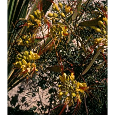 CAESALPINIA gillesii "Rajkový keř" 5 semen