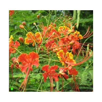 CAESALPINIA pulcherrima "Pýcha Barbadosu"  5 semen