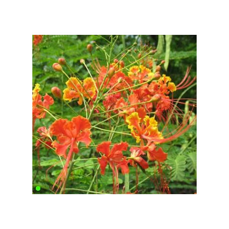 CAESALPINIA pulcherrima "Pýcha Barbadosu"  5 semen