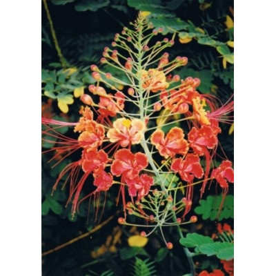 CAESALPINIA pulcherrima "Pýcha Barbadosu"  5 semen