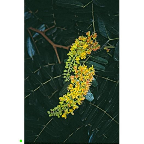 CAESALPINIA spinosa 5 semen