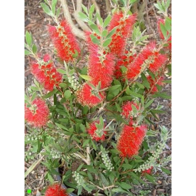 CALLISTEMON citrinus 200 semen