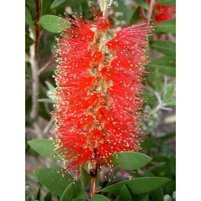 CALLISTEMON citrinus 200 semen
