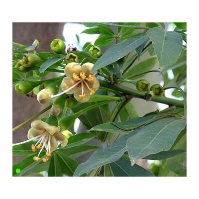 CEIBA pentandra "Kapok Tree” 5 semen