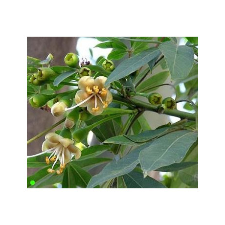 CEIBA pentandra "Kapok Tree” 5 semen