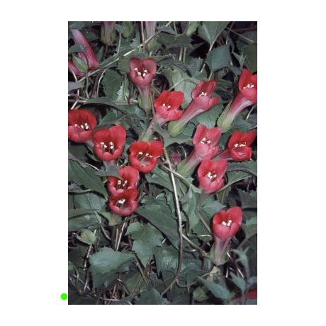 ASARINA x hybrida Red Dragon  5 semen