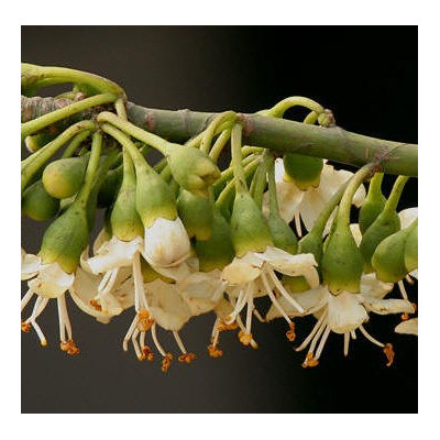 CEIBA pentandra "Kapok Tree” 5 semen