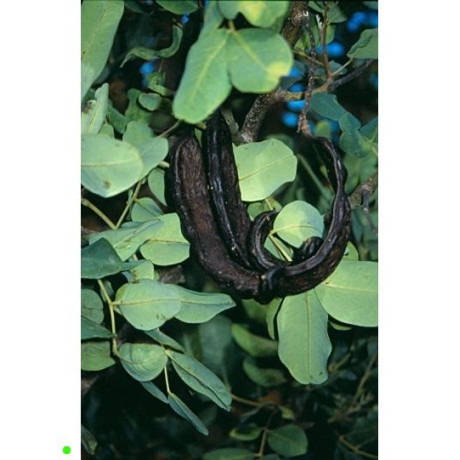 CERATONIA siliqua "Svatojánský chléb" 5 semen